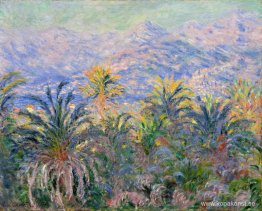 Palmer på Bordighera Palmer på Bordighera