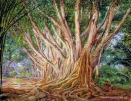 Avenue of Indian Rubber Trees på Peradeniya, Ceylon Avenue of Indian Rubber Trees på Peradeniya, Ceylon