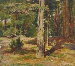 Tallar. Sommarlandskap Tallar. Sommarlandskap