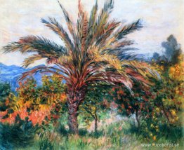 Palmträd på Bordighera Palmträd på Bordighera