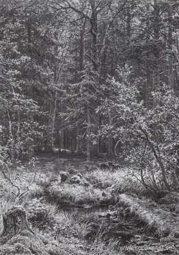 Skogsträsk Skogsträsk