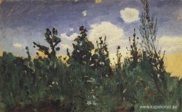 Vilt gräs Vilt gräs