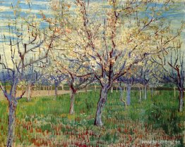 Fruktträdgård med blommande aprikosträd Fruktträdgård med blommande aprikosträd