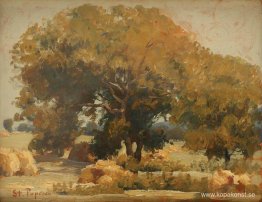 Vid skuggan av valnötsträd Vid skuggan av valnötsträd