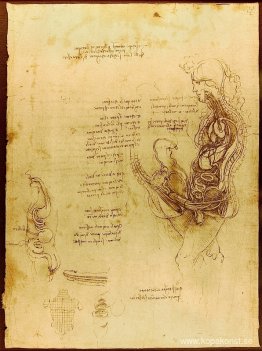 Sammanslagning av en halvskuren man och kvinna Sammanslagning av en halvskuren man och kvinna