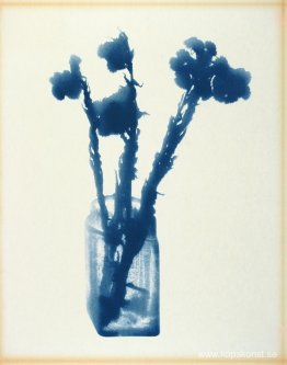 Anaphalis Margaritacca Anaphalis Margaritacca