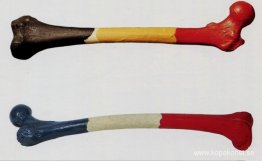 Fémur d’homme belge & fémur de la femme francaise Fémur d’homme belge & fémur de la femme francaise