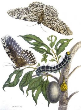 från Metamorphosis insectorum Surinamensium, tavla XX. (Thysania från Metamorphosis insectorum Surinamensium, tavla XX. (Thysania