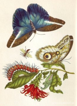Metamorphosis insectorum Surinamensium Metamorphosis insectorum Surinamensium