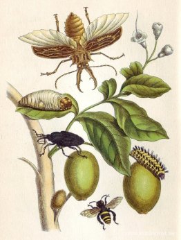 från Metamorphosis insectorum Surinamensium, Platta XLVIII från Metamorphosis insectorum Surinamensium, Platta XLVIII