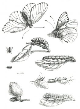 Platta LXXXV, från Erucarum Ortus Alimentum et Paradoxa Metamorp Platta LXXXV, från Erucarum Ortus Alimentum et Paradoxa Metamorp