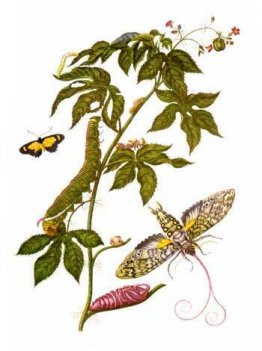 Platta som visar stadier av Cocytius antaeus, från Metamorphosis Platta som visar stadier av Cocytius antaeus, från Metamorphosis
