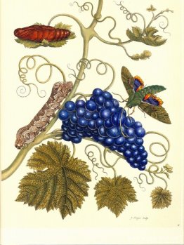 Tallrik av en mal (Eumorpha labruscae) som livnär sig på druva ( Tallrik av en mal (Eumorpha labruscae) som livnär sig på druva (