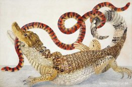 Glasögonkajman (Caiman crocodilus) och en falsk korallorm (Anili Glasögonkajman (Caiman crocodilus) och en falsk korallorm (Anili