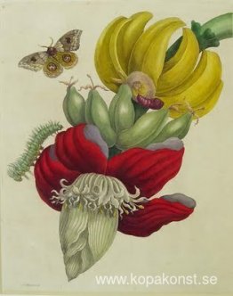 Blomställning av banan Blomställning av banan