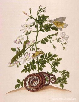 Metamorphosis insectorum Surinamensium (Metamorphosis of the Ins Metamorphosis insectorum Surinamensium (Metamorphosis of the Ins