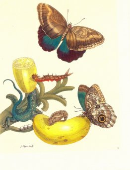 Tallrik #23- Musa paradisiaca, Caligo teucer och Cnemidophorus l Tallrik #23- Musa paradisiaca, Caligo teucer och Cnemidophorus l