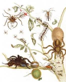 Spindlar, myror och kolibri på en gren av en guava Spindlar, myror och kolibri på en gren av en guava