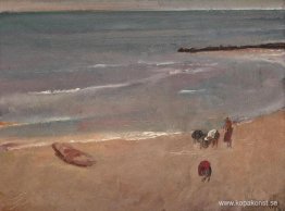 Skalsamlare Skalsamlare