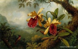 Orkidéer och kolibri Orkidéer och kolibri