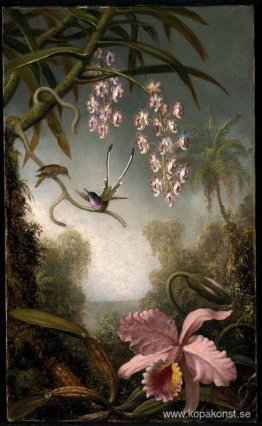 Orkidéer och spraya orkidéer med kolibri Orkidéer och spraya orkidéer med kolibri
