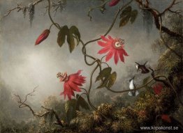 Passionsblommor med kolibrier Passionsblommor med kolibrier