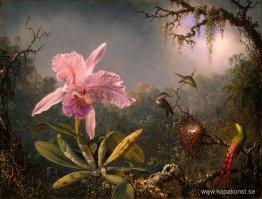 Cattleya orkidé och tre kolibrier Cattleya orkidé och tre kolibrier