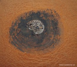 Andens fågel Andens fågel