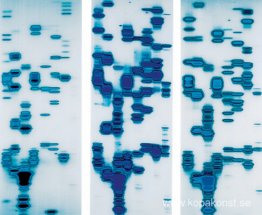 Glenn, Dario och Tyrone (från The Garden of Delights) Glenn, Dario och Tyrone (från The Garden of Delights)