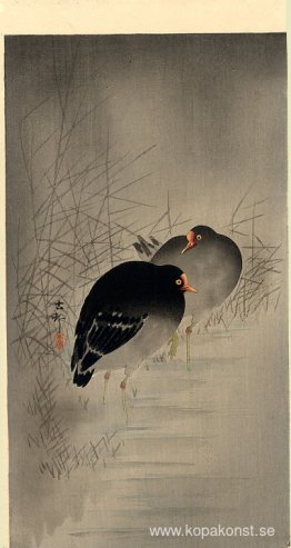 Två gallinuler Två gallinuler