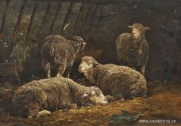 Schafe im Stall Schafe im Stall