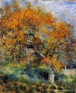 Päronträdet Päronträdet