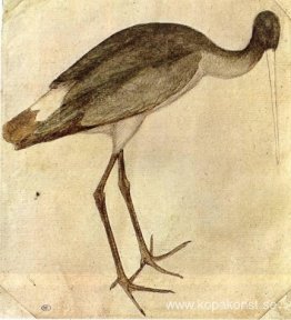 Stork Stork
