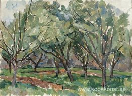 Fruktträdgård Fruktträdgård