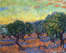 Olive Grove - Orange Sky Olive Grove - Orange Sky