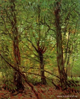 Träd och undervegetation Träd och undervegetation