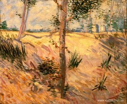 Träd i ett fält på en solig dag Träd i ett fält på en solig dag