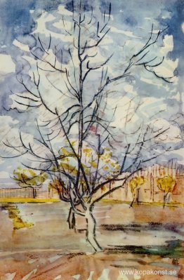 Rosa persikoträd Rosa persikoträd