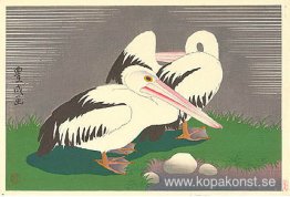Pelikaner Pelikaner