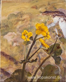 Kingcups Souvenir of Glen Artney Kingcups Souvenir of Glen Artney