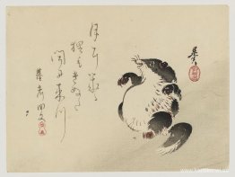 Mårdhund (Tanuki) Mårdhund (Tanuki)