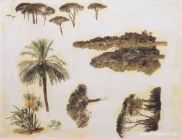 Trädstudier från Rom Trädstudier från Rom