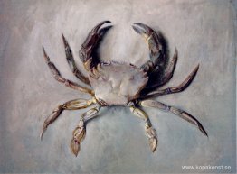 Sammetskrabba Sammetskrabba