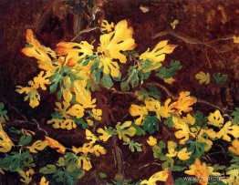 Studie av ett fikonträd Studie av ett fikonträd