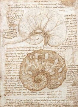 Ritning av livmodern på en gravid ko Ritning av livmodern på en gravid ko