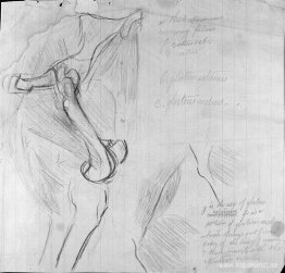 Anatomisk ritning Anatomisk ritning