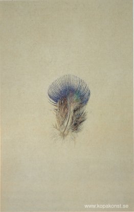 Studie av en påfågelbröstfjäder Studie av en påfågelbröstfjäder