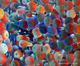 okänd titel okänd titel