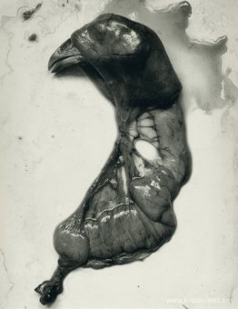 Kycklingdelar Kycklingdelar