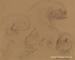 Kattstudie Kattstudie